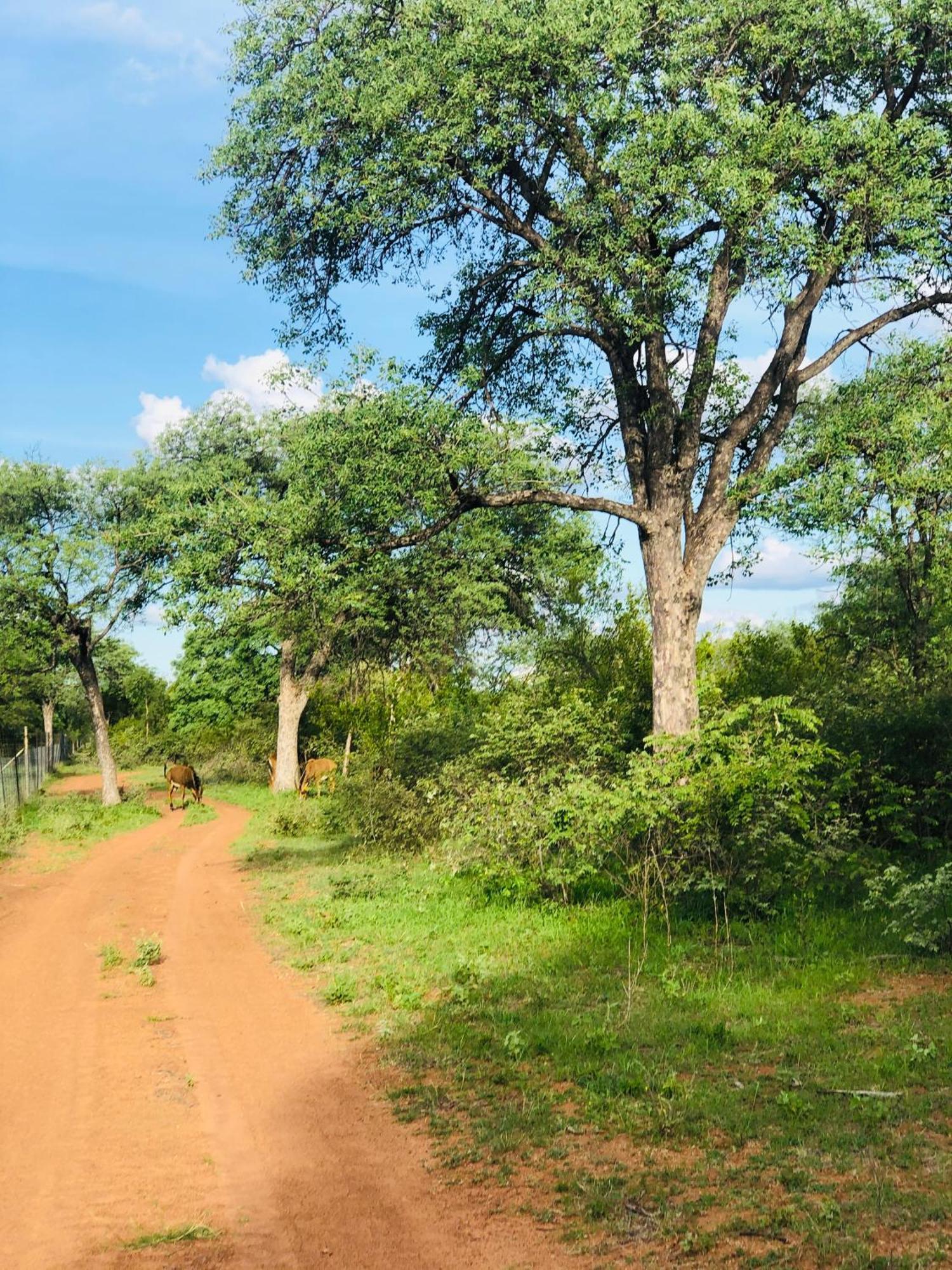 Bed & Breakfast Simba Safaris African Pride Exotic Lephalale