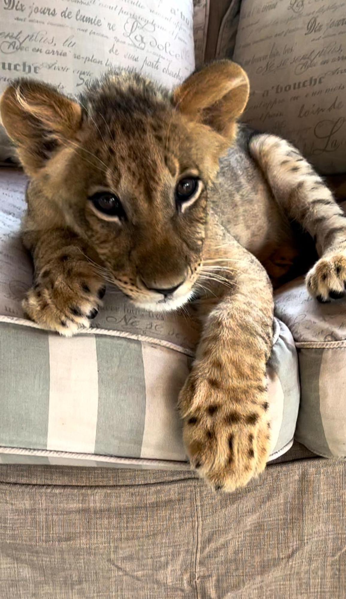 Simba Safaris African Pride Exotic Lephalale